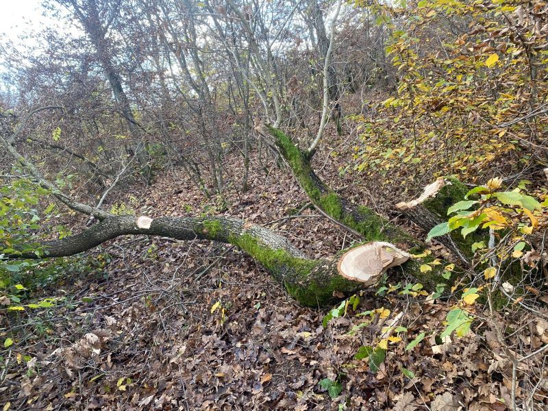 Tăieri ilegale de arbori în Ocolul Silvic Târgu Mureș