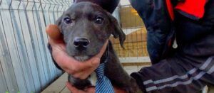 Adăpostul de câini din Reghin angajează