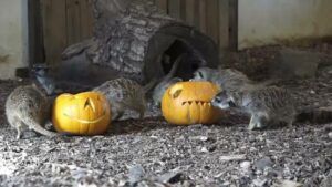 Animalele de la Zoo Târgu Mureș au sărbătorit în tihnă Halloweenul