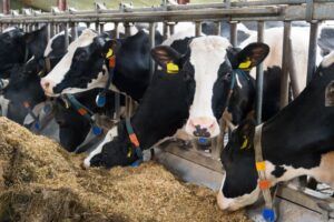 Topul celor mai profitabile ferme mureșene de creștere a bovinelor de lapte
