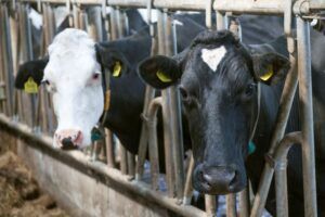 Mureș: Investiție germană în domeniul creșterii bovinelor de lapte