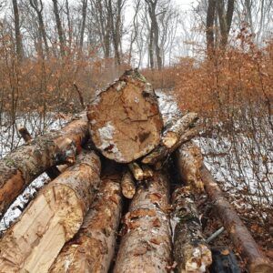 Două persoane amendate pentru transport ilegal de lemne