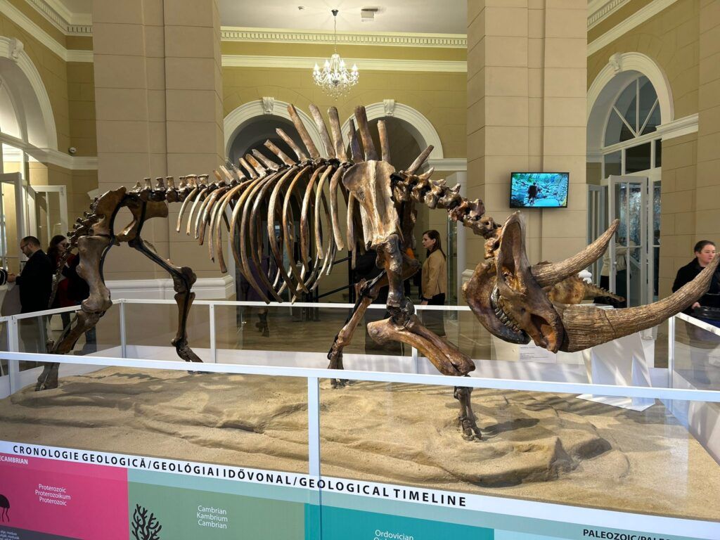 S-a redeschis Secția de Științele Naturii a Muzeului Județean Mureș. Rinocer lânos, exponat unic în România