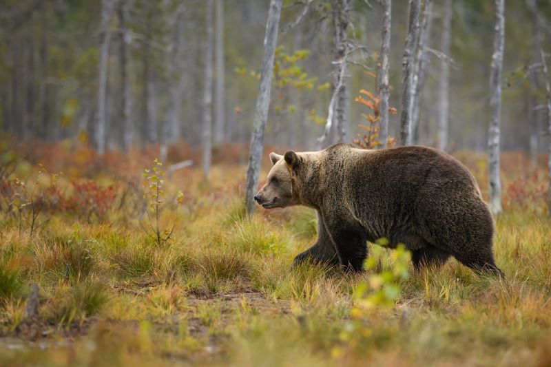Pagube de peste 3 milioane de lei produse de urși în județul Mureș, în 2023