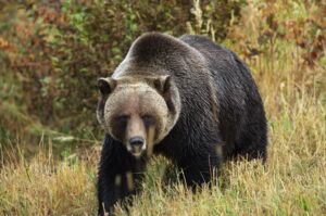Mureșean atacat de urs, aflat în stare gravă la spital