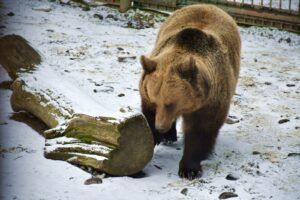 Zilele Ursului la Grădina Zoologică: Prin tradiții populare, urșii au adus vestea primăverii