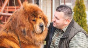 Boss Phantom, cel mai frumos Mastiff Tibetan din lume împlinește, astăzi, 7 ani