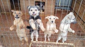 FOTO: Adăpostul ”Fiducia”, sprijin pentru câinii fără stăpân