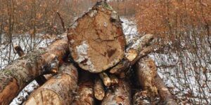 14 transporturi ilegale de lemne în județul Mureș, oprite de jandarmii mureșeni