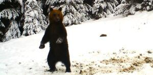 Direcția Silvică Mureș, imagini rare cu urși bipezi