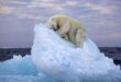 Un urs polar care doarme pe un aisberg, fotografia anului 2023 Foto: Mediadrumimages/NHM / Media Drum World / Profimedia