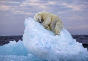 Cea mai frumoasă fotografie a anului 2023: Un urs polar care doarme pe un aisberg