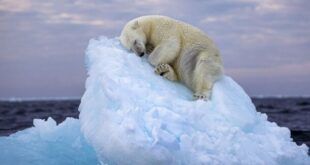 Un urs polar care doarme pe un aisberg, fotografia anului 2023 Foto: Mediadrumimages/NHM / Media Drum World / Profimedia