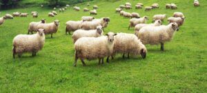Licitație pentru închirierea unei pășuni de 243 de hectare din Sângeorgiu de Mureș