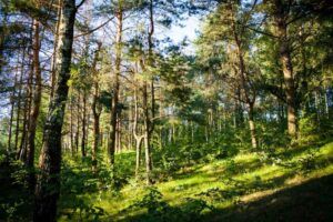175 de hectare de păduri ale Bisericii din zona Târgu Mureș inventariate în Monitorul Oficial al României