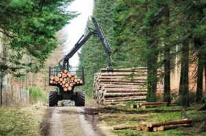 Mureș: Licitație de 2,6 milioane de euro pentru exploatarea forestieră a 89.320 de metri cubi de lemn