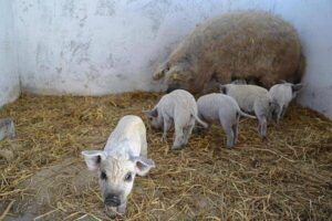 Ajutor de la stat pentru crescătorii de porci din rasele Mangalița și Bazna