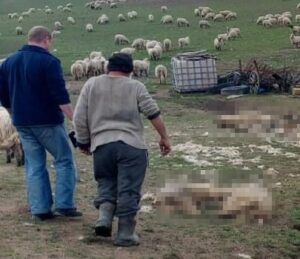 Zeci de oi, găsite fără suflare pe o pajiște din Sângeorgiu de Mureș