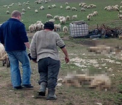 Zeci de oi, găsite fără suflare pe o pajiște din Sângeorgiu de Mureș