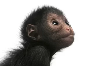 VIDEO. Maimuța păianjen și alte exemplare noi la Zoo Târgu Mureș