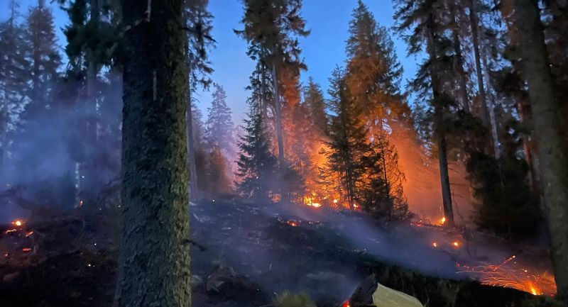 Mureș: 40 de hectare de pădure de rășinoase afectate de un incendiu