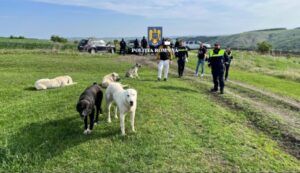 Mureș: Percheziții într-un caz de organizare de lupte între câini
