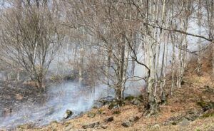 Mureș: 15 hectare de vegetație uscată și litieră de pădure afectate de un incendiu