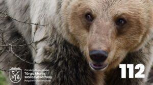 ATENȚIE! Urs semnalat în zona Platoului Cornești din Târgu Mureș