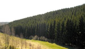 Sute de hectare de pădure recuperate de Primăria Ideciu de Jos
