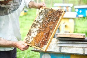 Ajutor pentru cei peste 1.000 de apicultori mureșeni. „Banii aceștia sunt o fărâmitură, dar sunt bineveniți”