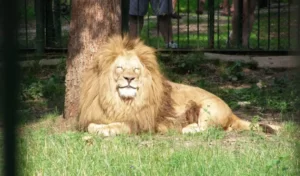 VIDEO. Kopa, leul de la Zoo a cucerit internetul făcând baie