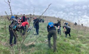 FOTO – 5.000 de puieți, plantați la Râciu de Asociația Mures Runners alături de sute de voluntari