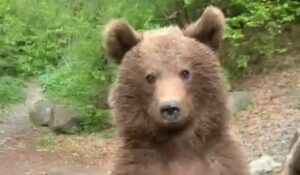 VIDEO. ”Ne-am întâlnit cu urșii. Sunt în campanie electorală”