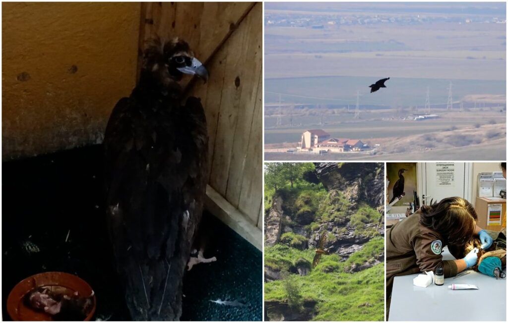 Vultur negru împușcat pe teritoriul României, găsit și îngrijit de voluntarii unei asociații mureșene