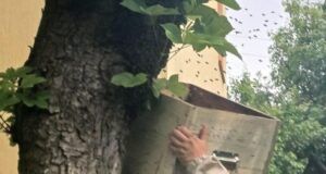 FOTO: Roi de albine relocat de lângă un bloc din Târgu Mureș
