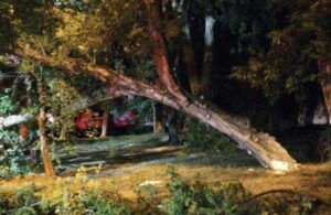Copaci căzuți la Platoul Cornești din Târgu Mureș