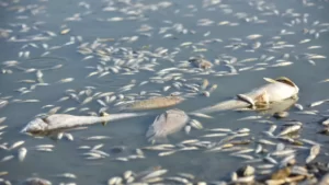 Pești morți într-un pârâu din comuna Batoș